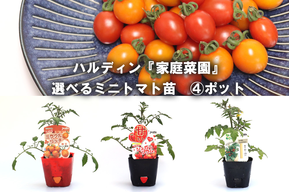 Jardin 家庭菜園 選べるミニトマト苗9cm 4ポット ハルフレオンライン Jardin 家庭菜園 選べるミニトマト苗9cm 4ポット ハルフレオンライン