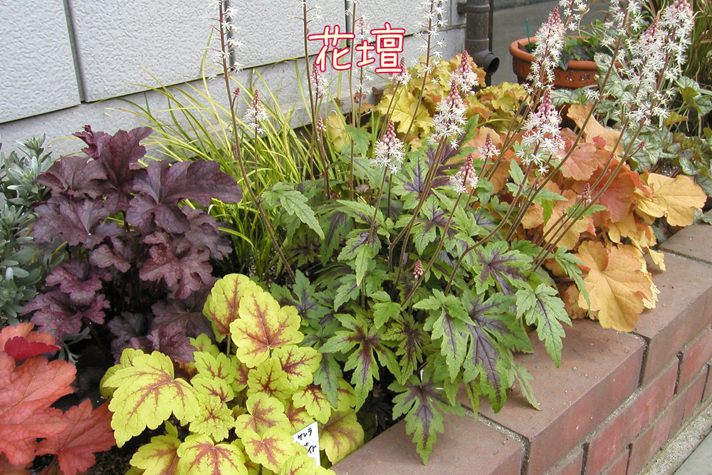 Jardin ヒューケラ苗 9cm選べる4ポット ハルフレオンライン