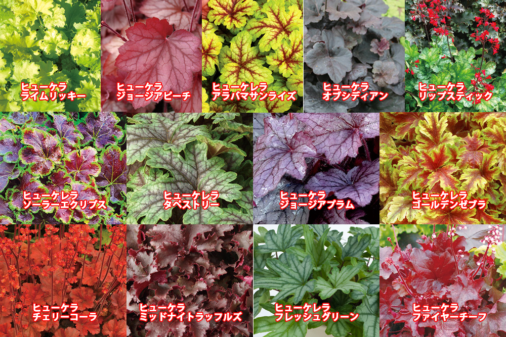 Jardin ヒューケラ苗 9cm選べる4ポット ハルフレオンライン