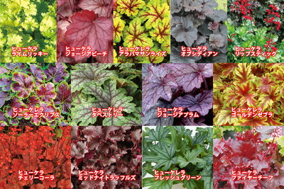 ヒューケラ ハルフレオンライン