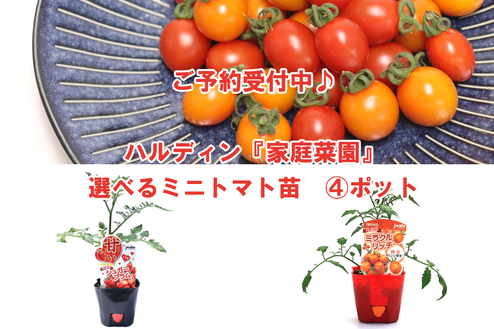Jardin 家庭菜園 選べるミニトマト苗9cm 4ポット ハルフレオンライン