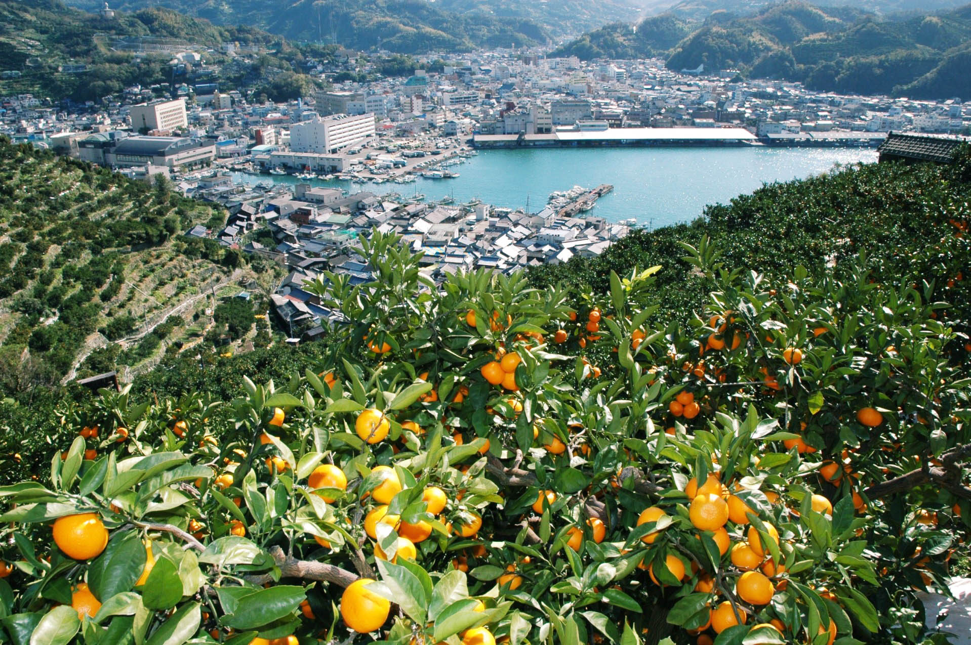 まる@来週七夕限定品出品します‼️☆ ニューサマーオレンジ ゼリー・ドリンク、夏みかんサワーセット JA