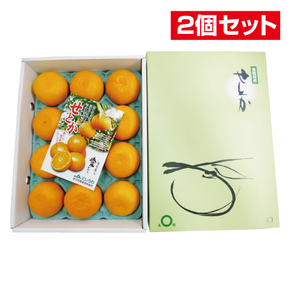 No.19 せとか（施設）化粧箱（贈答用）3L10玉または2L12玉またはL15玉