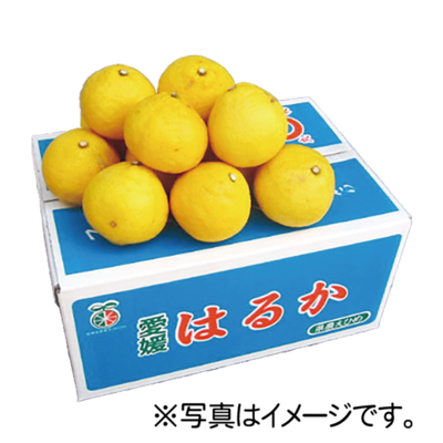 No.28 はるか 約10kg（3L~L）