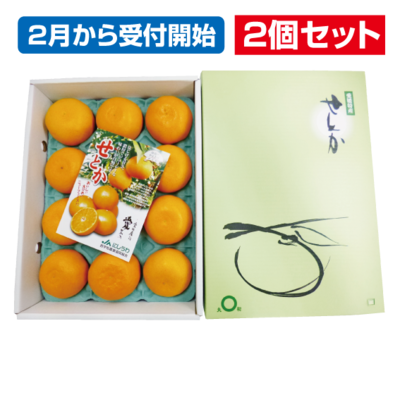 No.23 せとか（露地）化粧箱（贈答用） 3L10玉または2L12玉またはL15玉 【2個セット】