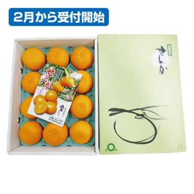 No.22 せとか（露地）化粧箱（贈答用） 3L10玉または2L12玉またはL15玉