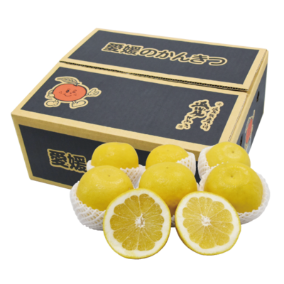 No.37 河内晩柑贈答用(フルーツキャップ詰） 約3㎏ 3Ｌ（7玉）~Ｌ（9玉）