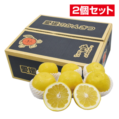 No.38 河内晩柑贈答用(フルーツキャップ詰） 約3㎏ 3Ｌ（7玉）~Ｌ（9玉）【2個セット】