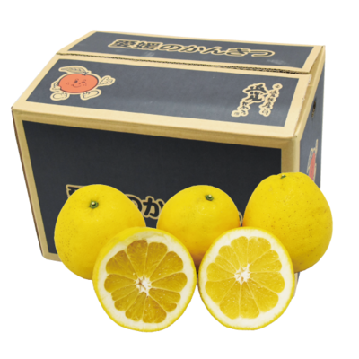 No.39 河内晩柑 大玉贈答用 約5㎏ （4Ｌ~3Ｌ）