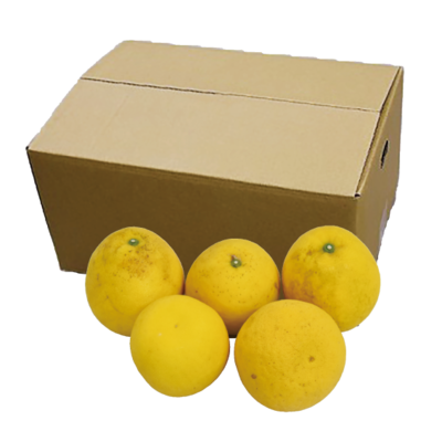 No.41 河内晩柑 家庭用 約8㎏ （4L~Mバラ詰）