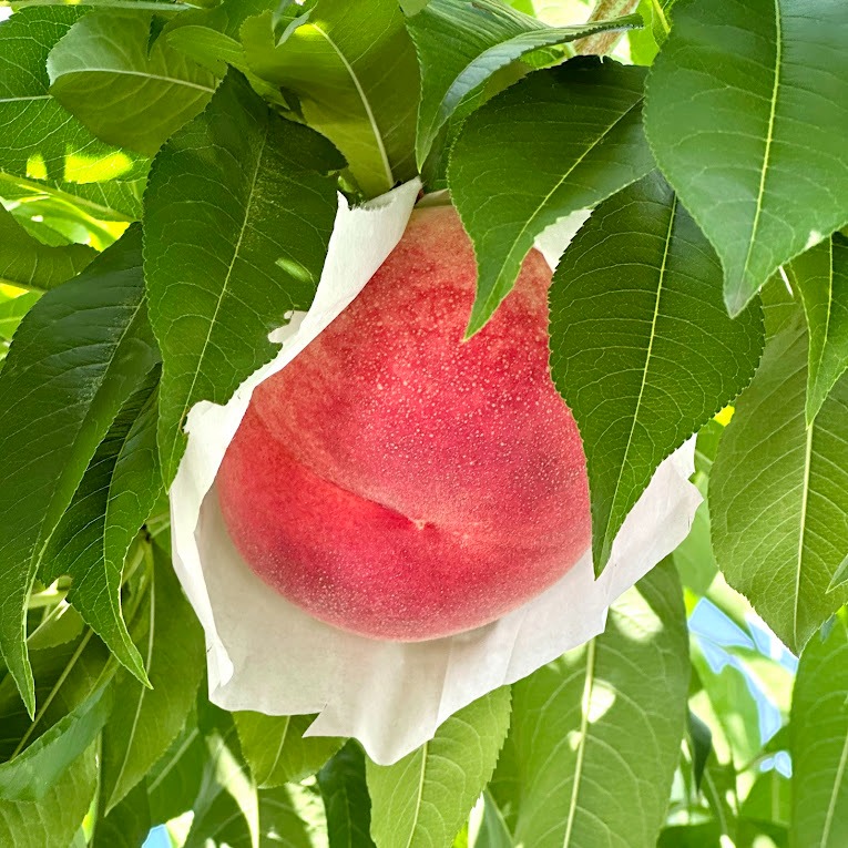 MN2 桃 なつっこ 約2kg 中玉 6～8個入 | 岩原果樹園