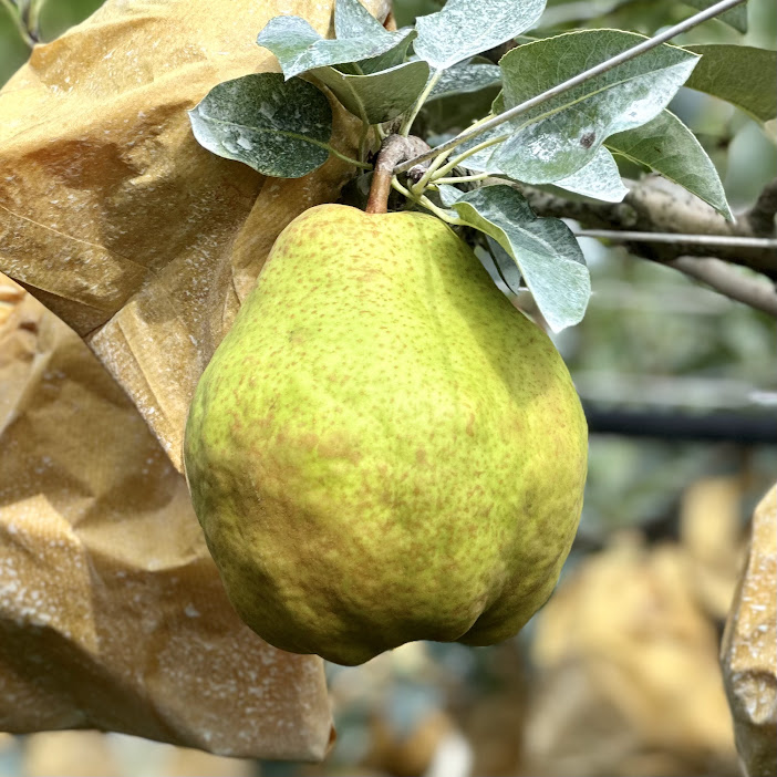 YS4 シルバーベル 約2kg 4～6個 | 岩原果樹園