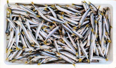 うるめいわし丸干し（バラ）1.2kg