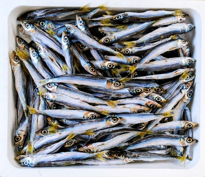 うるめ丸干し（バラ）600ｇ