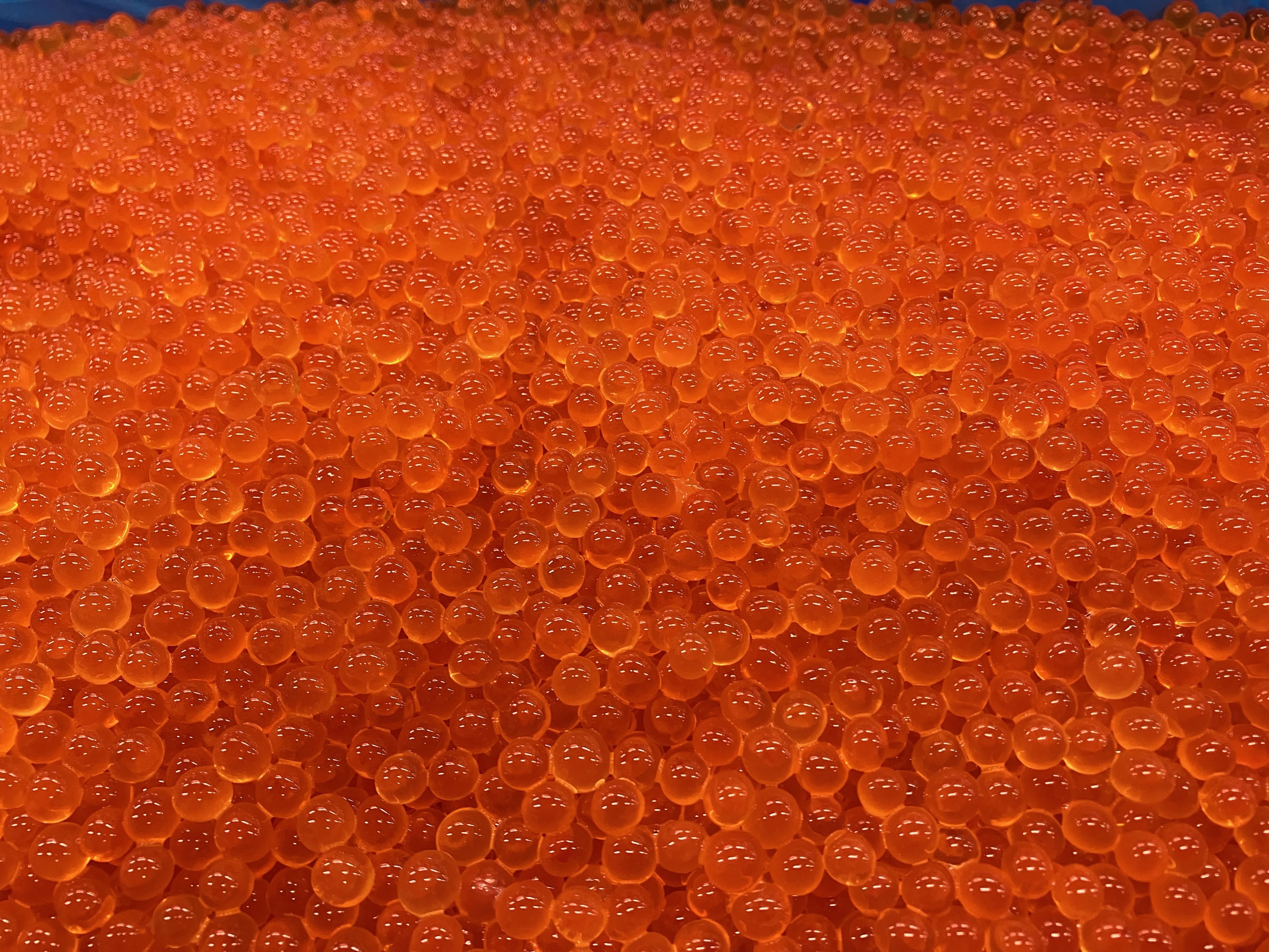 新物!いくら醬油漬け販売開始