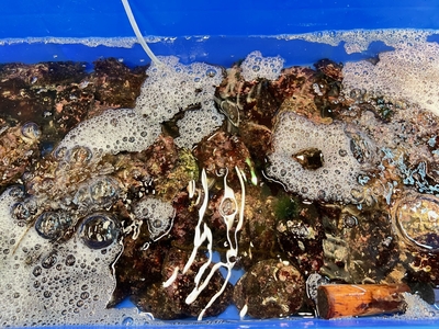 《岩手県産》あわび　単品