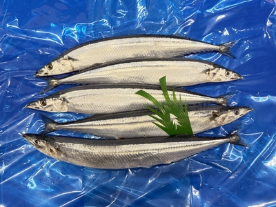 ※入荷次第発送《北海道産》鮮さんま（中）