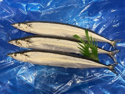 ※入荷次第発送《北海道産》鮮さんま（大）