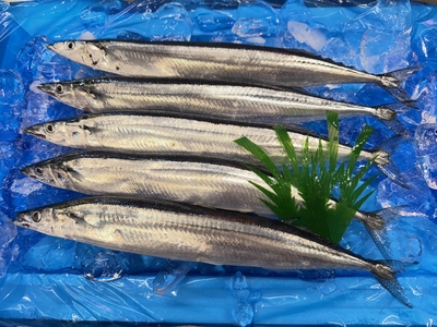 《三陸産》鮮さんま（大）※入荷次第発送／海の状況により発送が1～2週間程度遅れる可能性有り