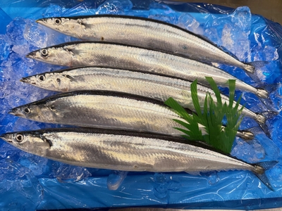 《三陸産》鮮さんま（超特大☆希少の為、数に限りあり）※入荷次第発送／海の状況により発送が1～2週間程度遅れる可能性有り／キャンセル有り