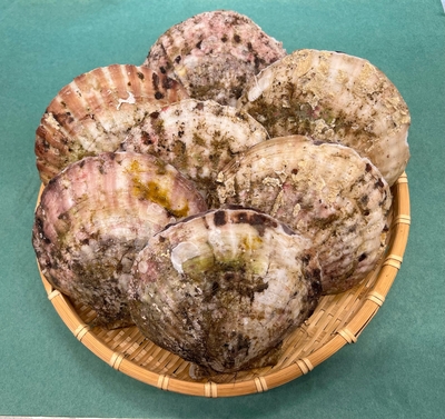 《山田産》ほたて（14cm）1枚