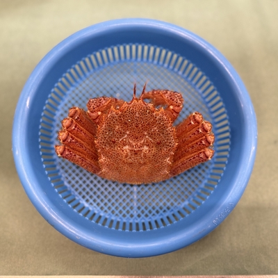 《宮古産》毛ガニ（250g）