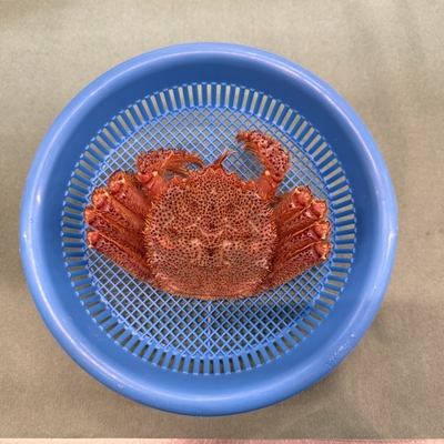 《宮古産》毛ガニ（300g）