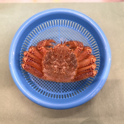 《宮古産》毛ガニ（350g）
