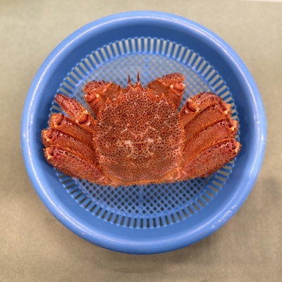 《宮古産》毛ガニ（400g）