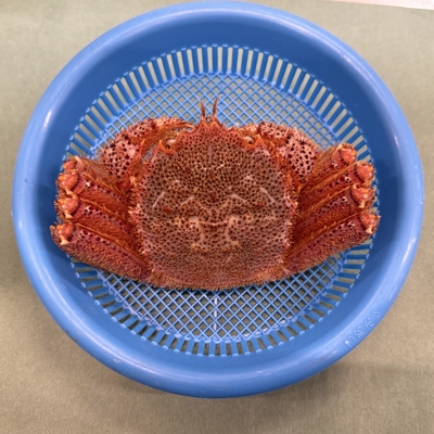 《宮古産》毛ガニ（450g）