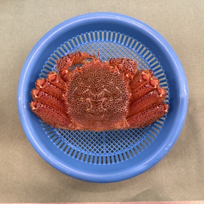 《宮古産》毛ガニ（500g）