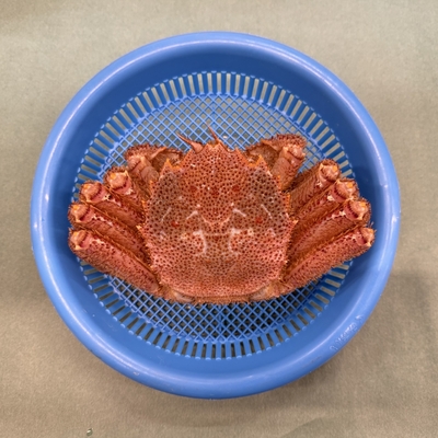 《宮古産》毛ガニ（550g）