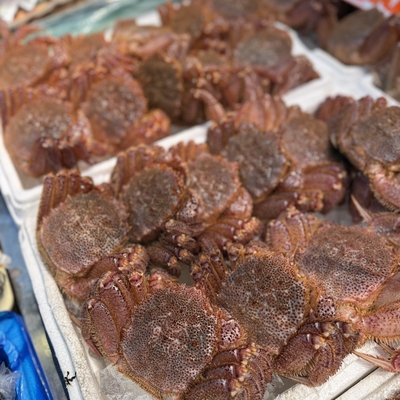 【産地直送！】《宮古産》活毛ガニ（300g）／入荷次第発送