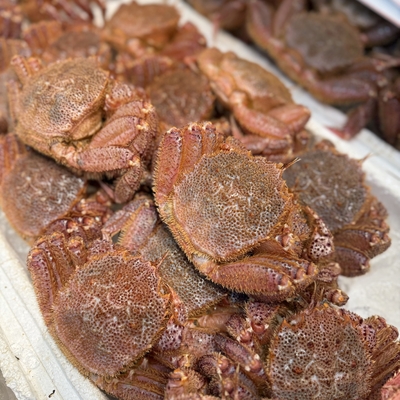 【産地直送！数に限りあり】《宮古産》活毛ガニ（600g）／入荷次第発送