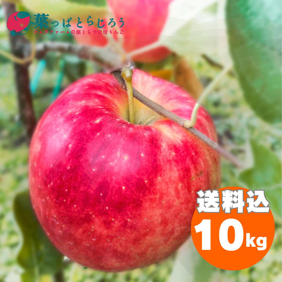 青森県産未希ライフ産地直送甘酸っぱく爽やかな旬の早生りんご