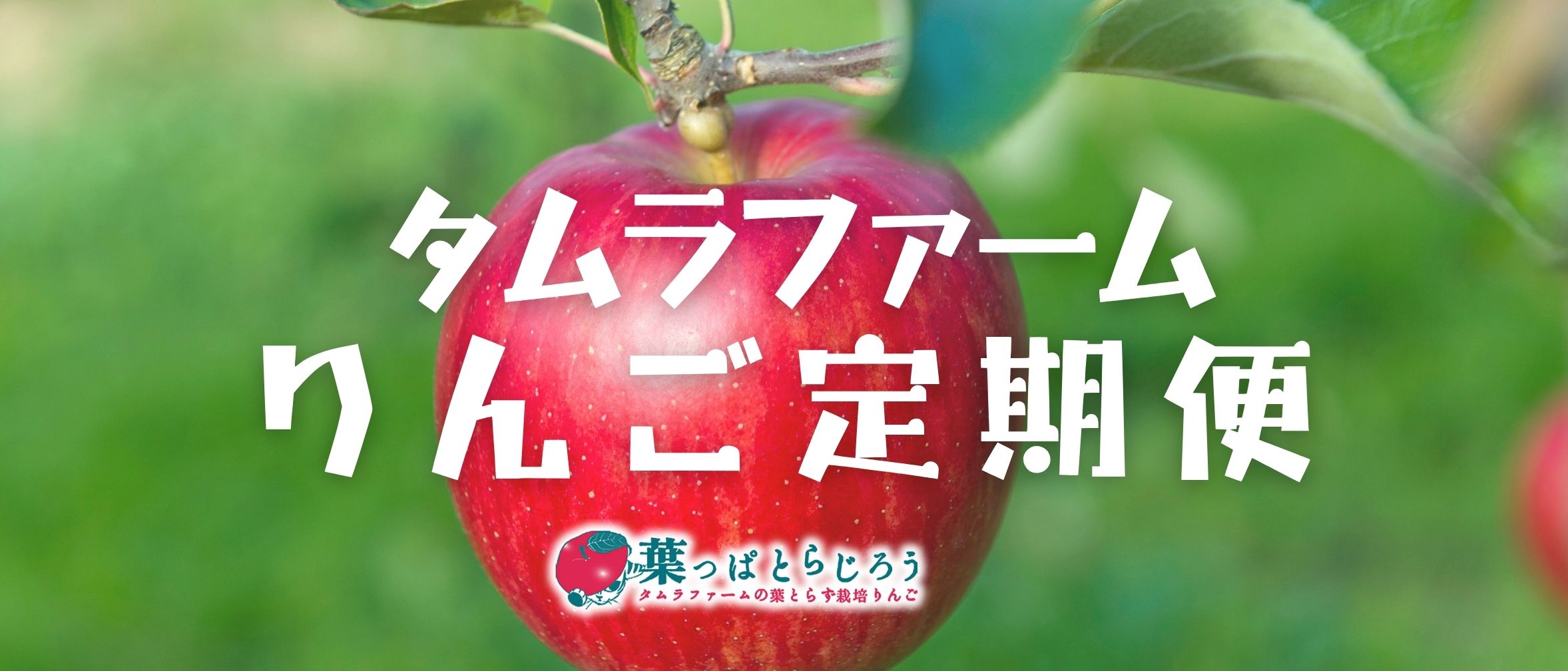 おまかせ定期便