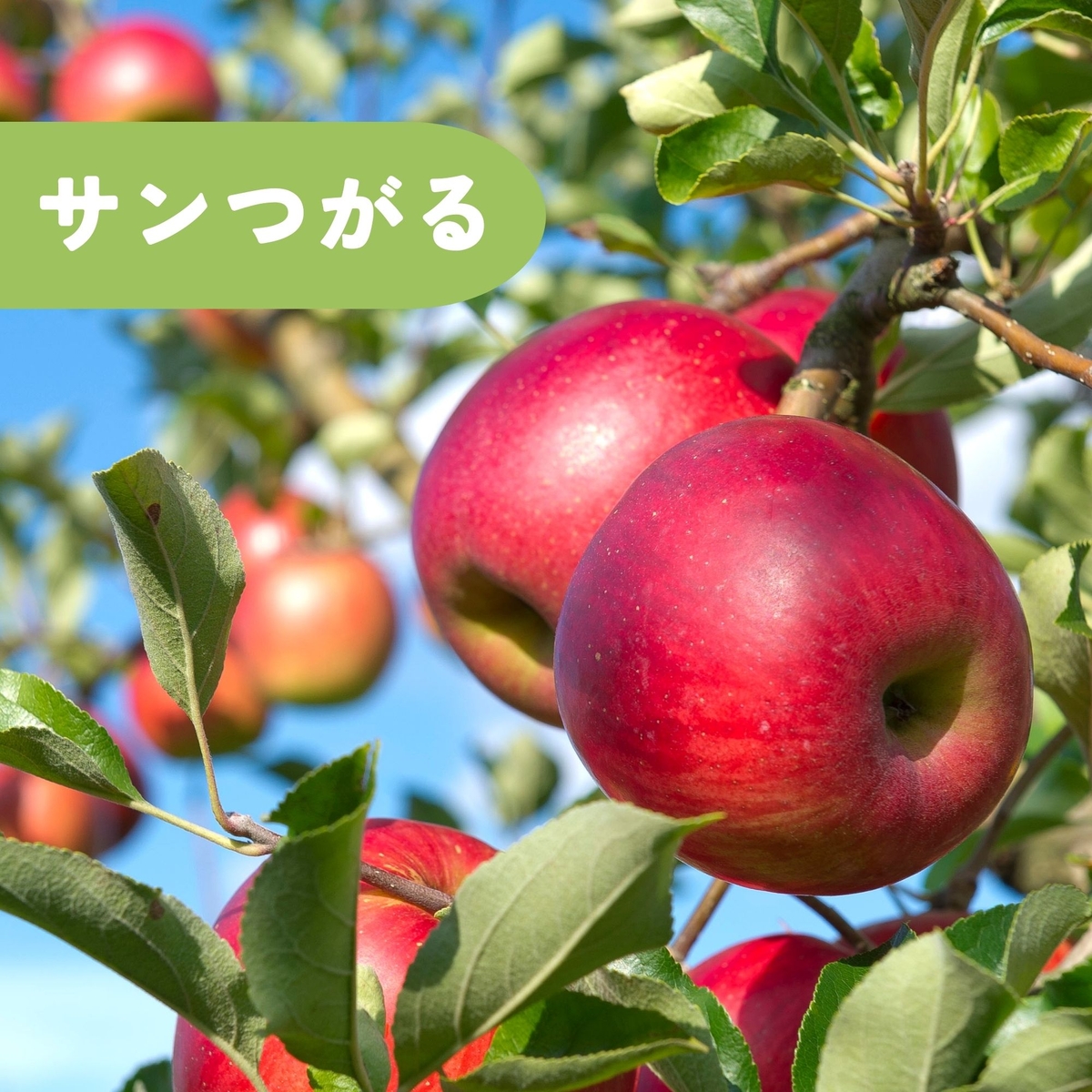 サンつがるりんご 3kg | タムラファームショップ