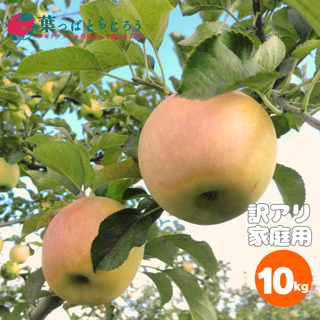 青森県産ぐんま名月産地直送甘みと果汁あふれる希少な蜜入りりんご