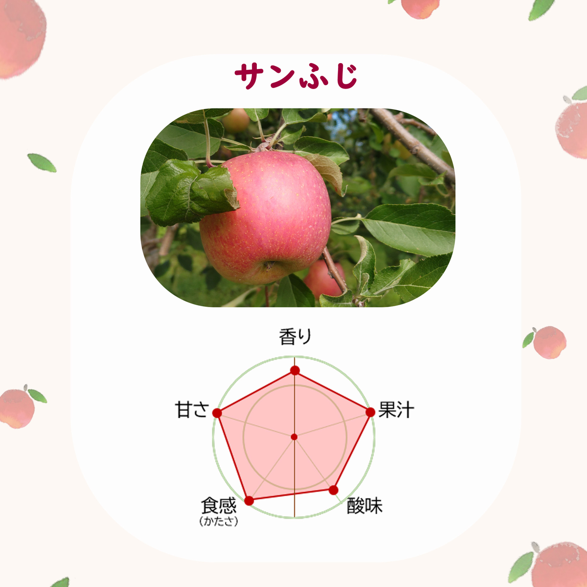 青森県産サンふじ産地直送 人気No.1甘味と酸味のバランス抜群の林檎