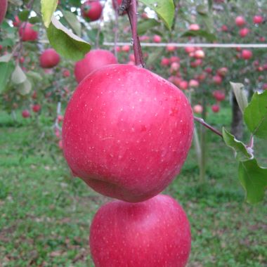 長野県産 サンザシ 3kg 長野県産 サンザシ 20kg 2025年最新】さんざし