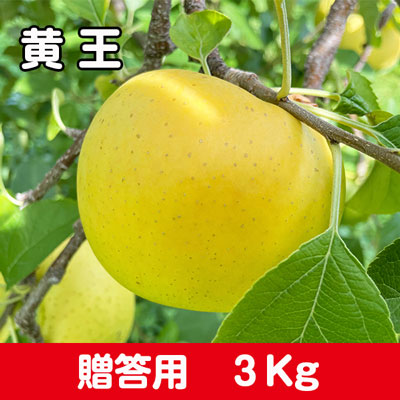 黄王（きおう）【贈答用】３㎏