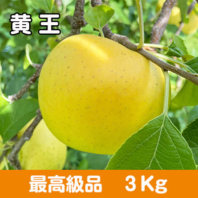 黄王（きおう）【最高級品】３kg