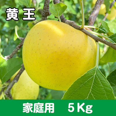 黄王（きおう）【家庭用】５kg