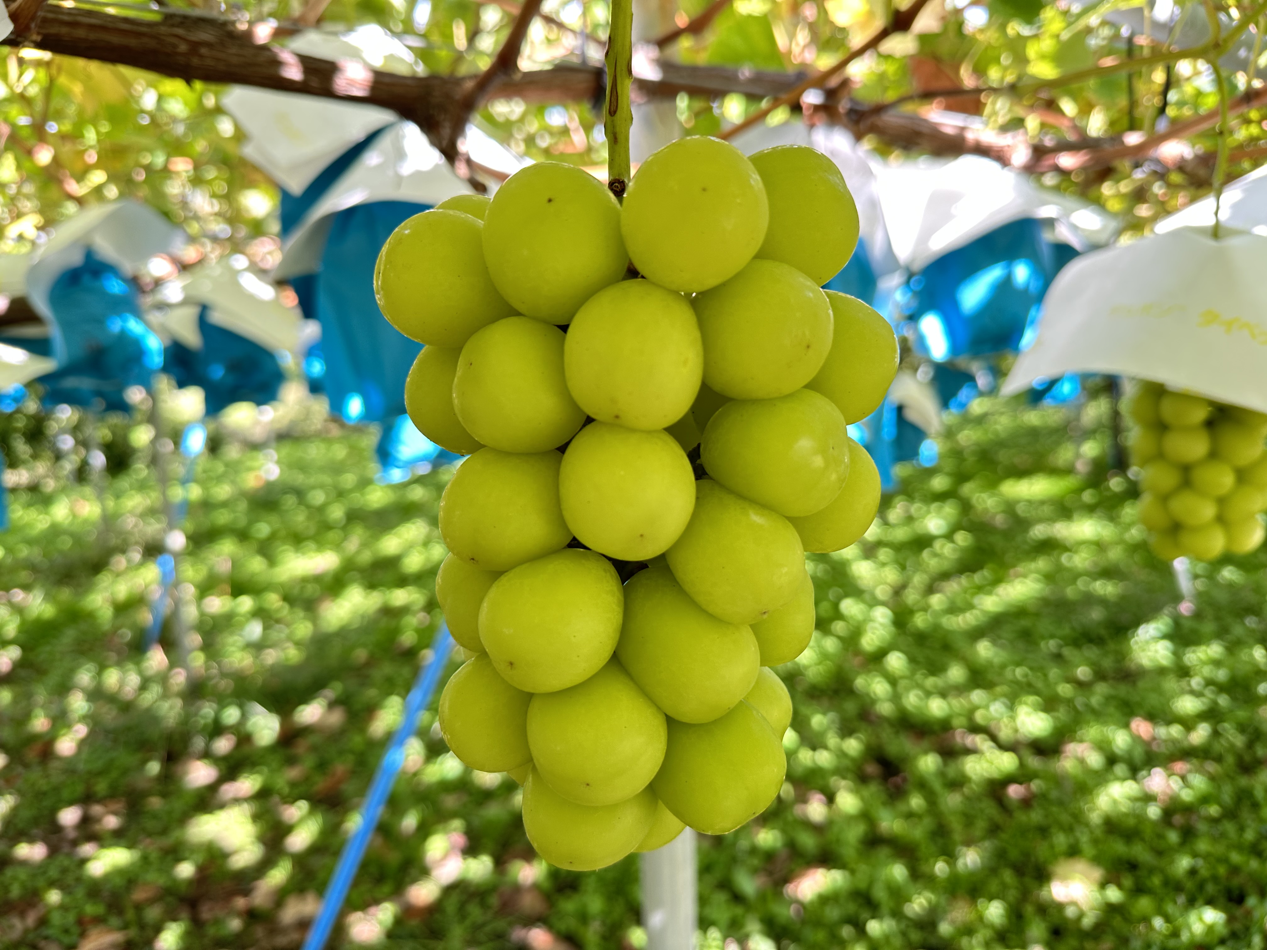 冷蔵】シャインマスカット(クール便) | めいくさん農園