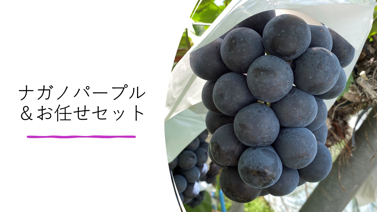 ナガノパープル　約2キロ　3〜5房　クール便発送 ぶどう ナガノパープル 約2kg(3〜5房) Y004 （冷蔵）※8月下旬