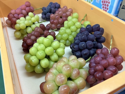 4種お任せセット