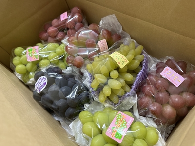 2026 おまかせ詰め合わせセット