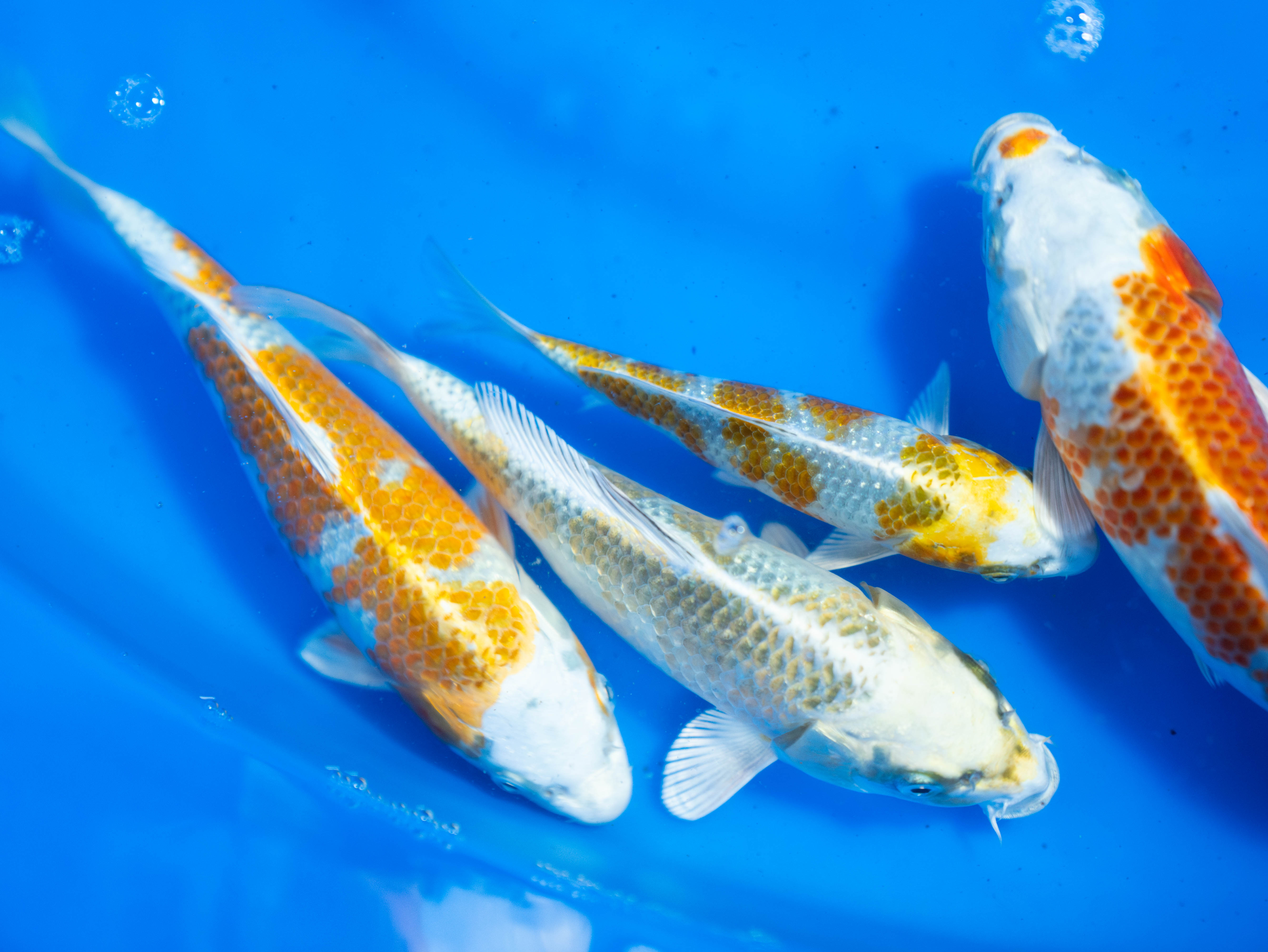 麒麟3匹セット 18～25㎝ | あすなろ鯉ファーム 