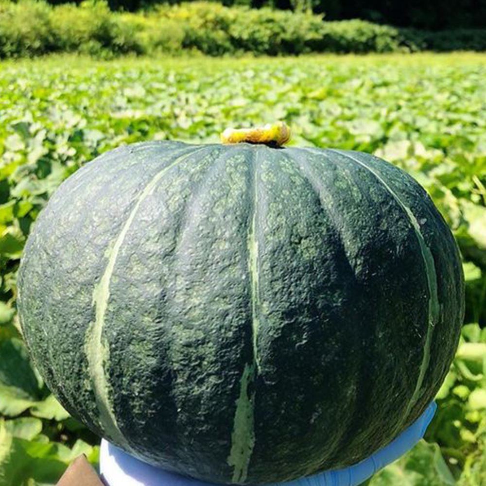 カボチャ（11kg） | 大頭農園