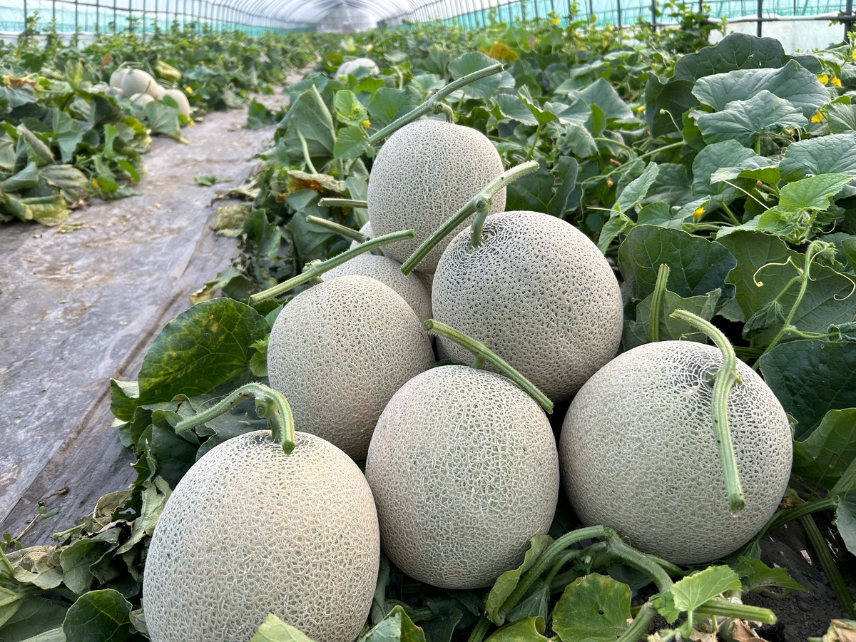 メロン 中玉2玉入 | 大頭農園
